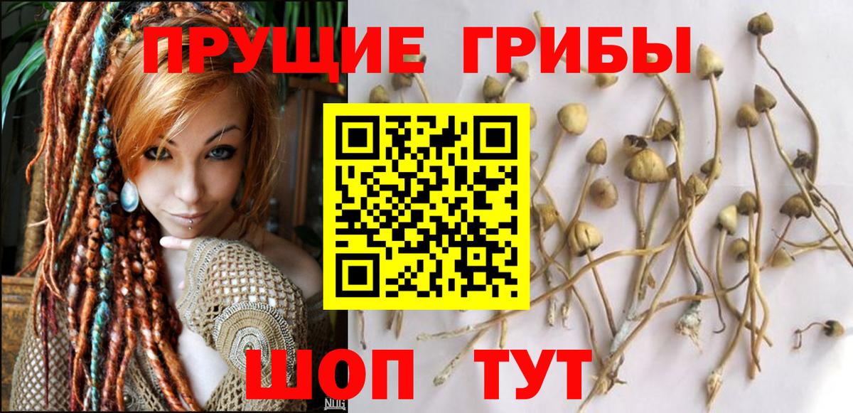 Галлюциногенные грибы Psilocybine cubensis Новотроицк